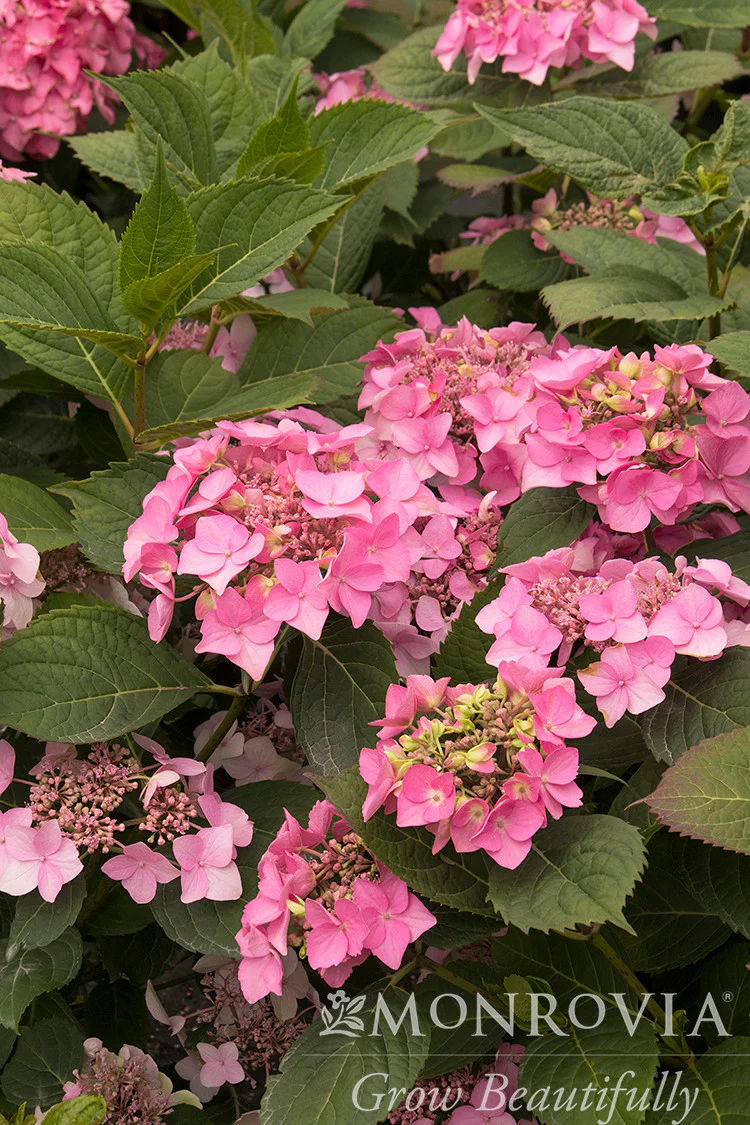 Seaside Serenade® Outer Banks Hydrangea - Monrovia - Image 5
