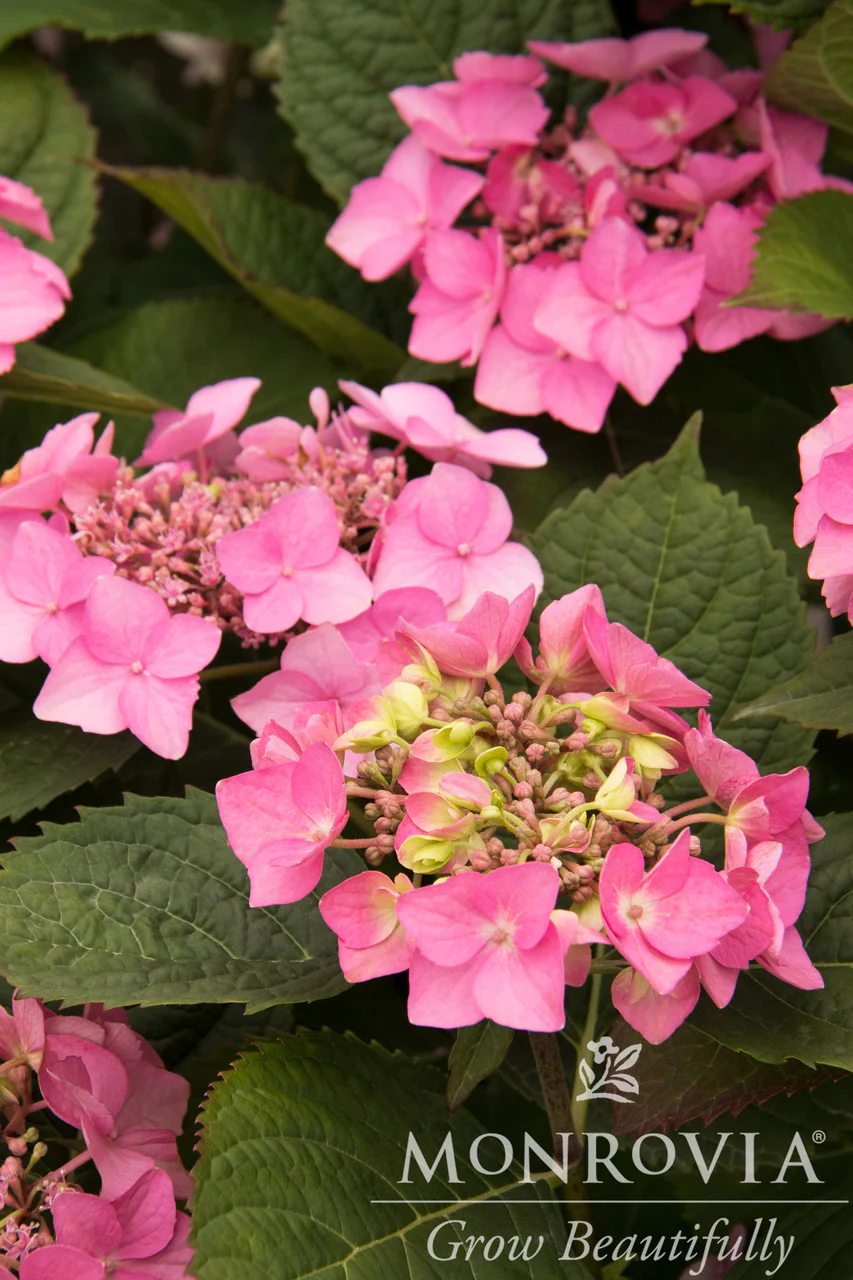 Seaside Serenade® Outer Banks Hydrangea - Monrovia - Image 6