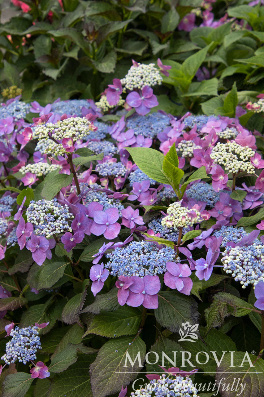 Seaside Serenade® Cape May Hydrangea - Monrovia - Image 4