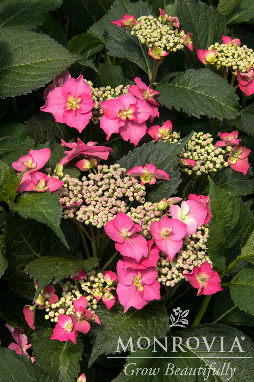 Seaside Serenade® Cape May Hydrangea - Monrovia - Image 5
