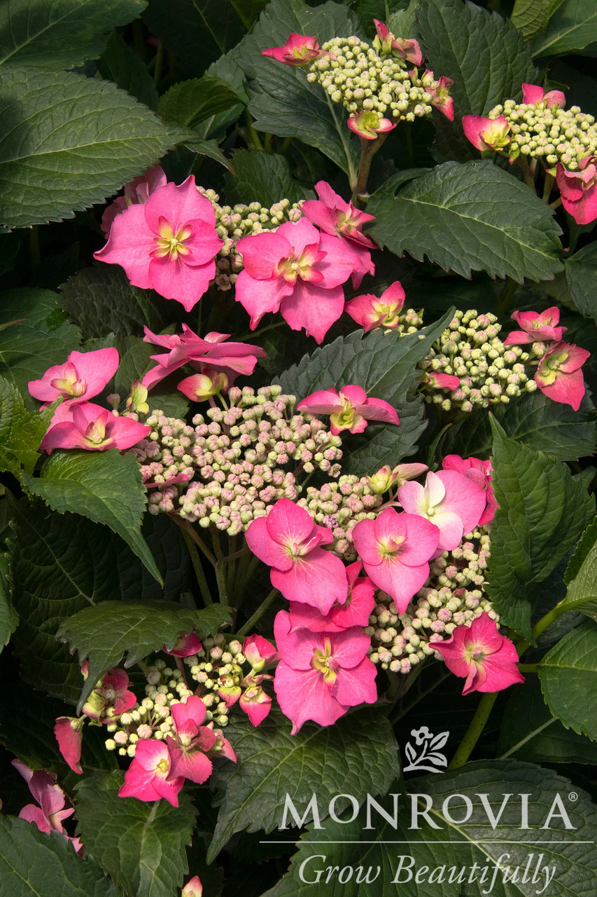 Seaside Serenade® Cape May Hydrangea - Monrovia - Image 6
