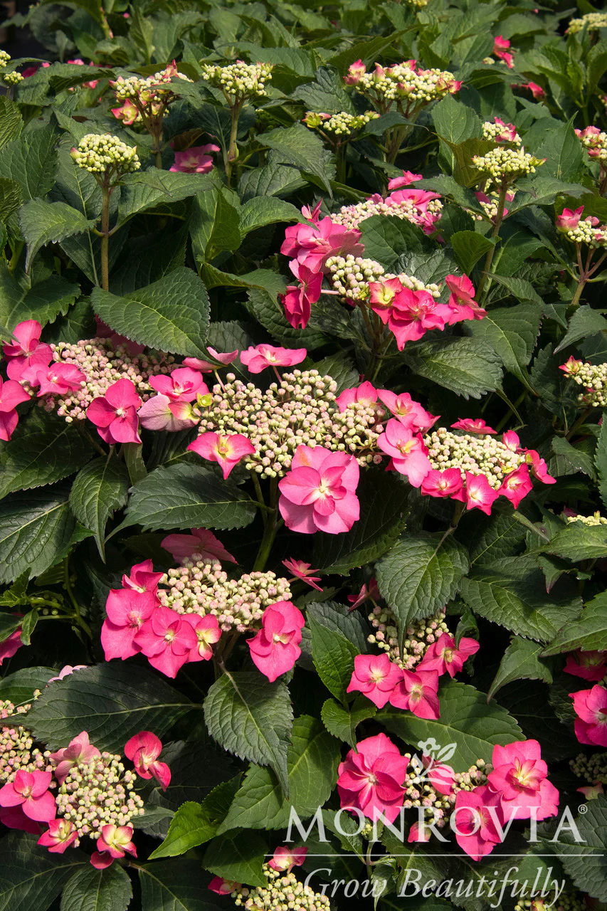 Seaside Serenade® Cape May Hydrangea - Monrovia - Image 8