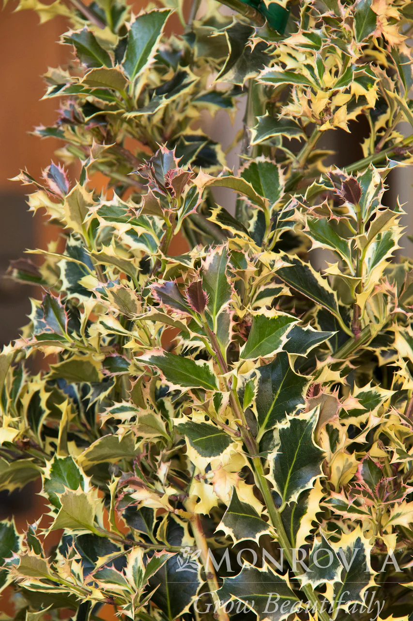 Variegated English Holly - Monrovia