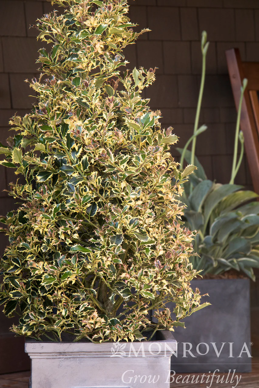 Variegated English Holly - Monrovia - Image 2