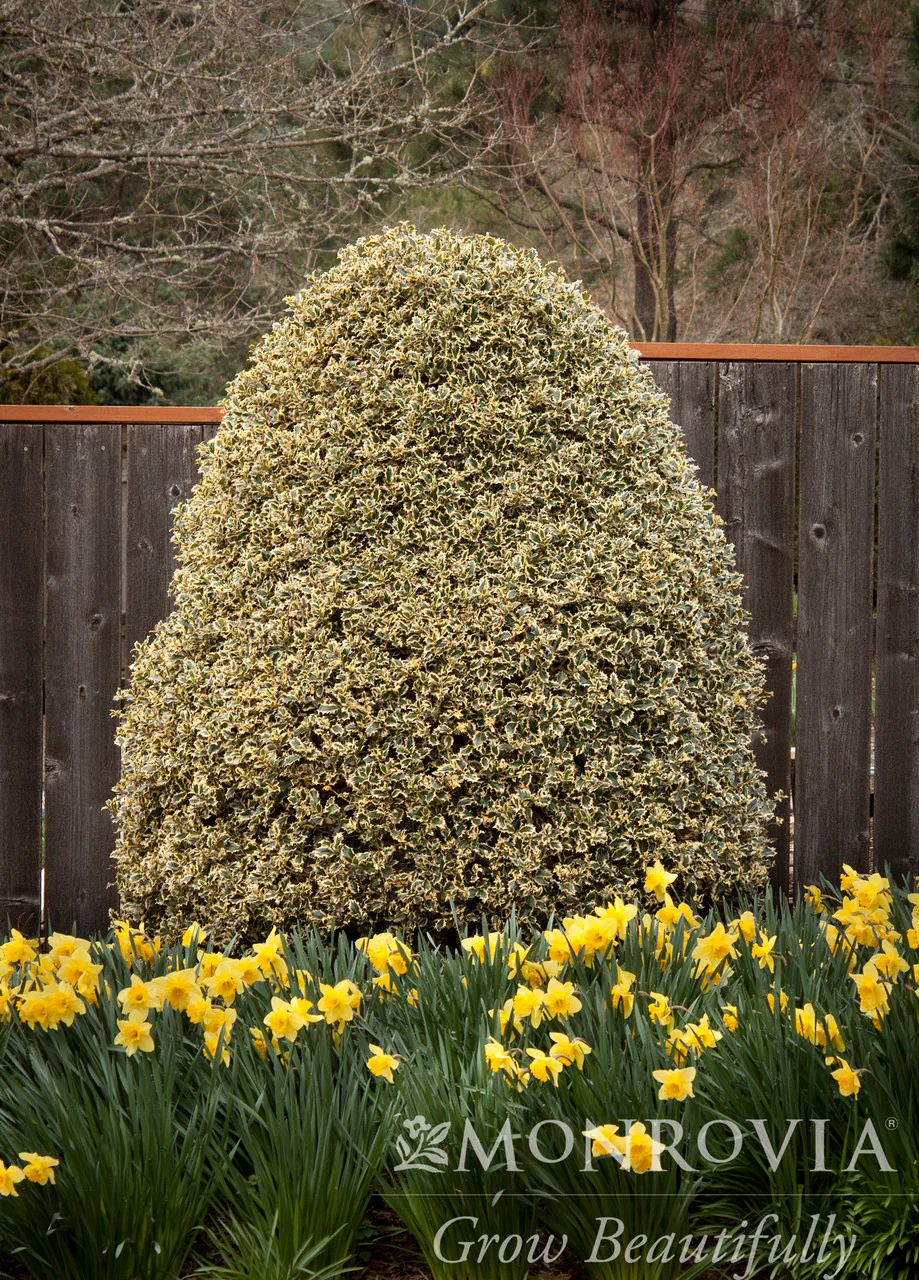 Variegated English Holly - Monrovia - Image 3