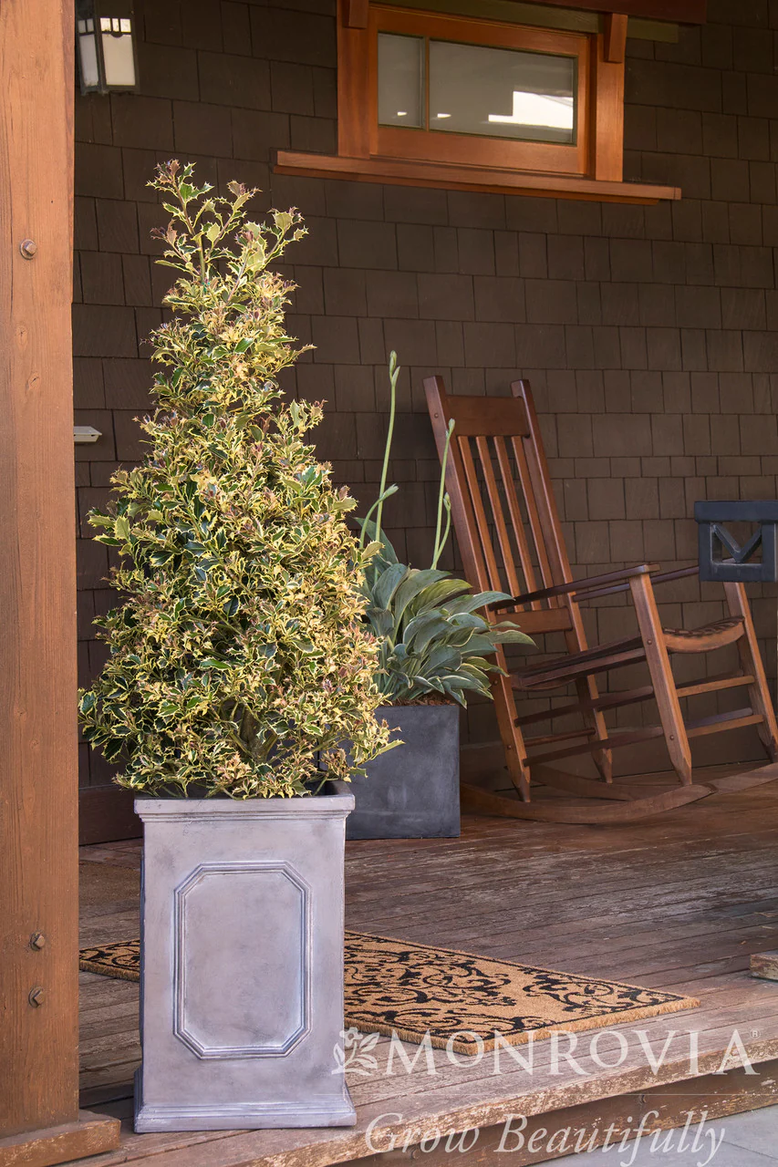Variegated English Holly - Monrovia - Image 4