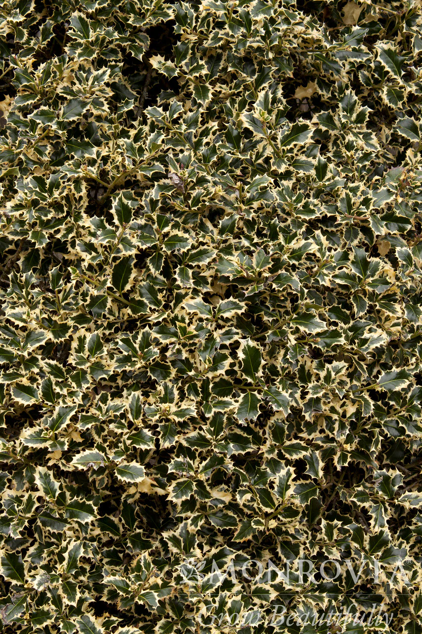 Variegated English Holly - Monrovia - Image 5