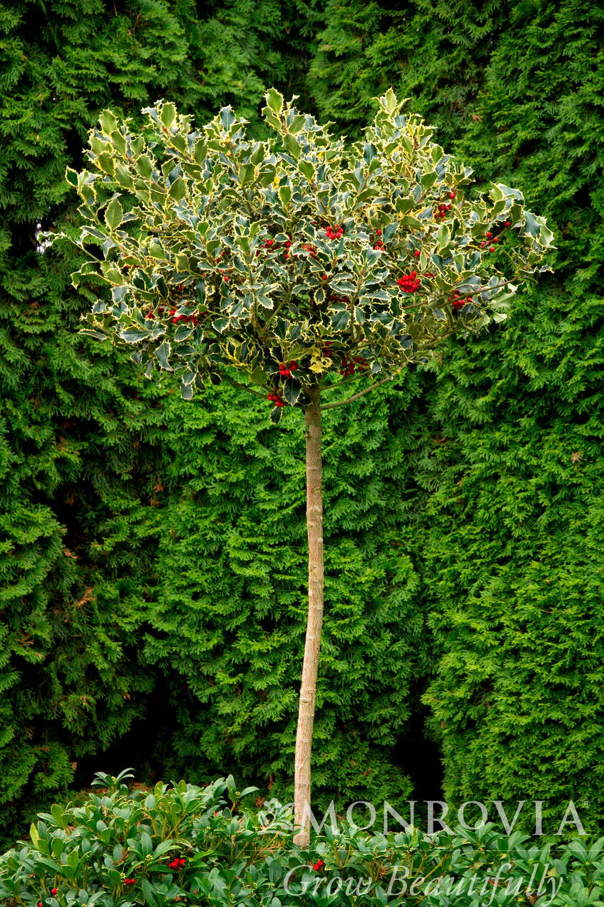 Variegated English Holly - Monrovia - Image 6