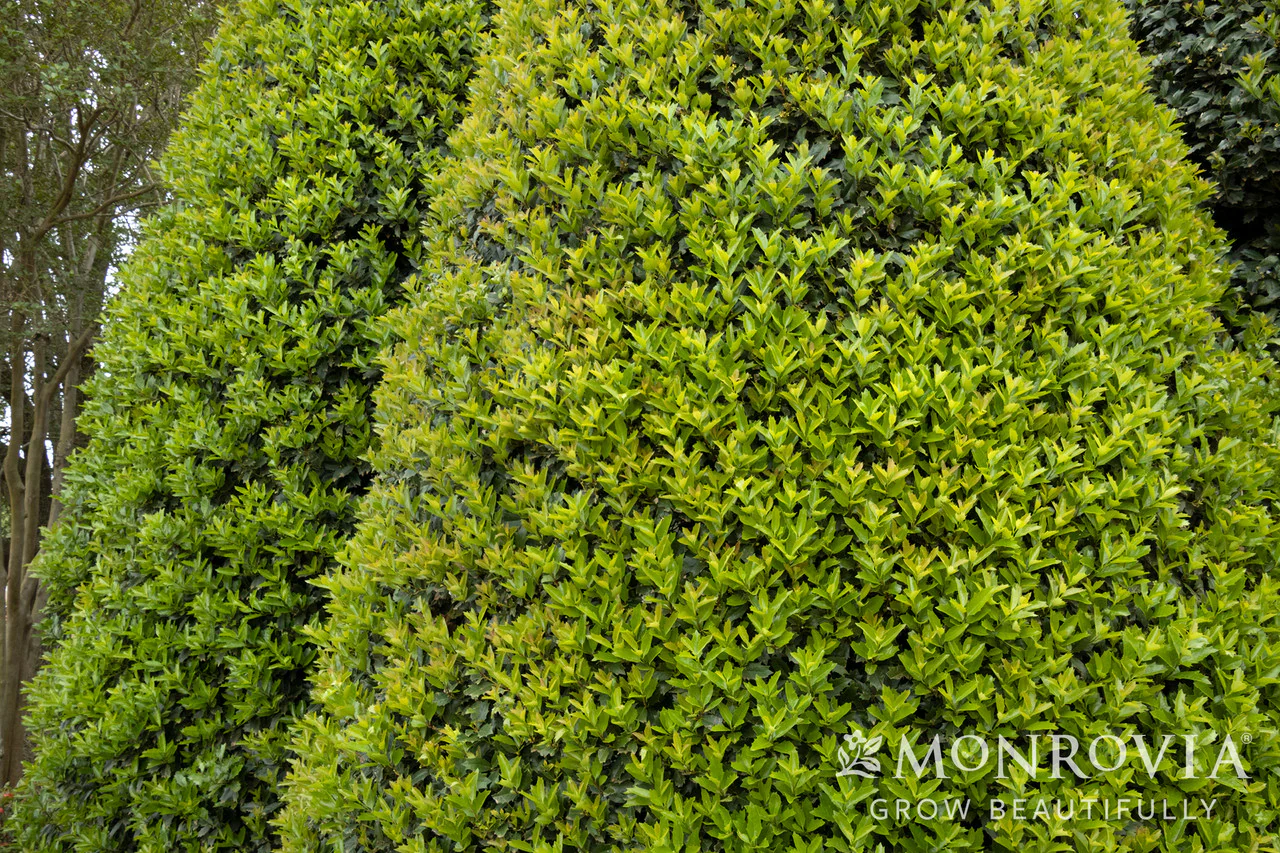 Oak Leaf™ Red Holly - Monrovia - Image 2