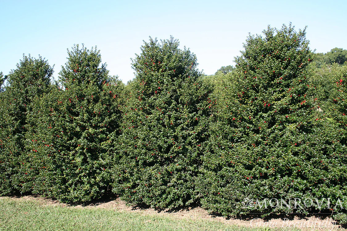 Red Beauty® Holly - Monrovia
