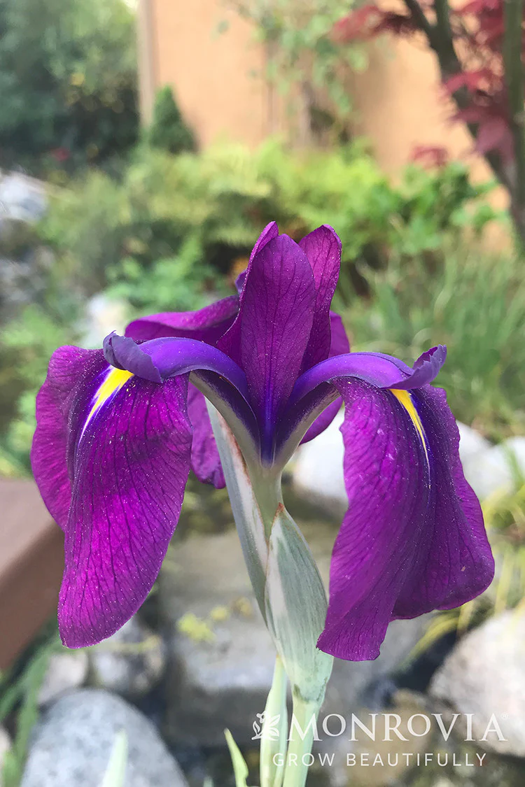 Variegated Japanese Water Iris - Monrovia - Image 2