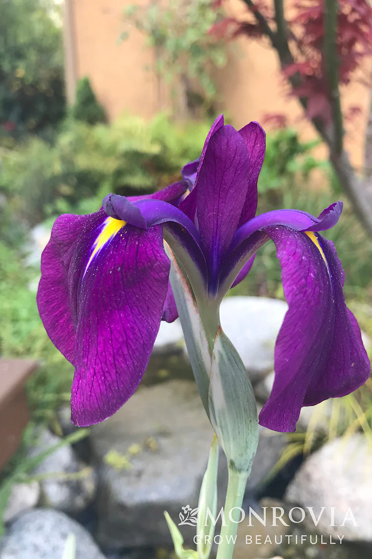 Variegated Japanese Water Iris - Monrovia - Image 3