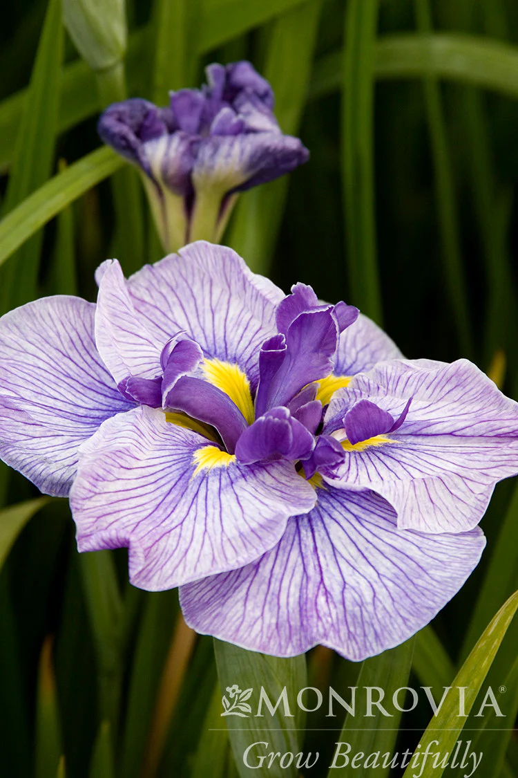 Butterflies In Flight Japanese Iris - Monrovia
