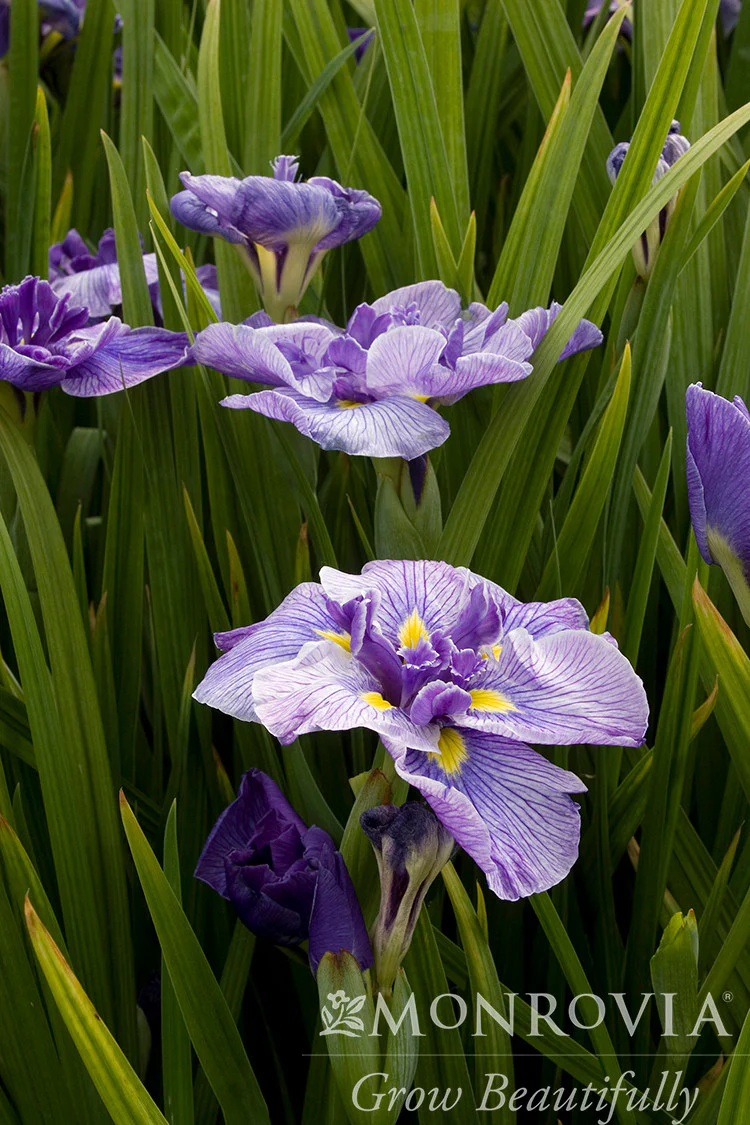 Butterflies In Flight Japanese Iris - Monrovia - Image 2