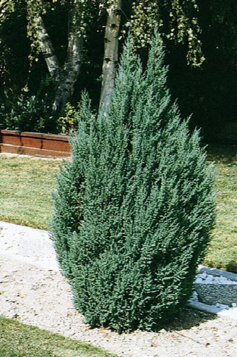 Blue Point Juniper - Monrovia