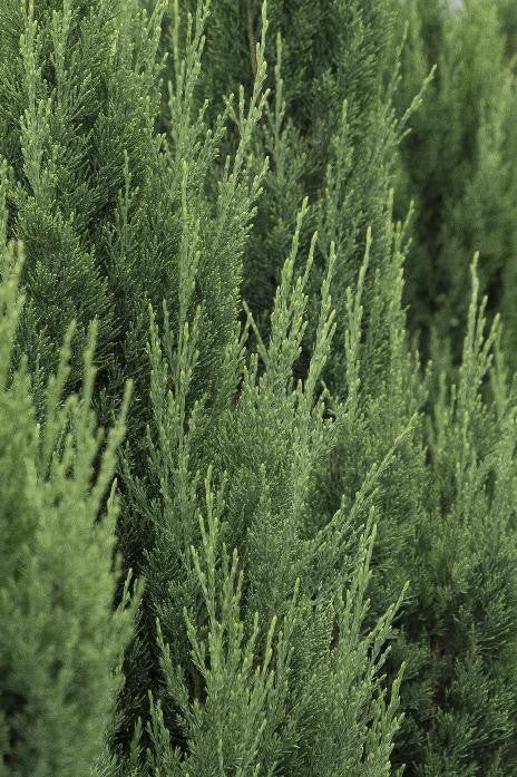 Blue Point Juniper - Monrovia - Image 2