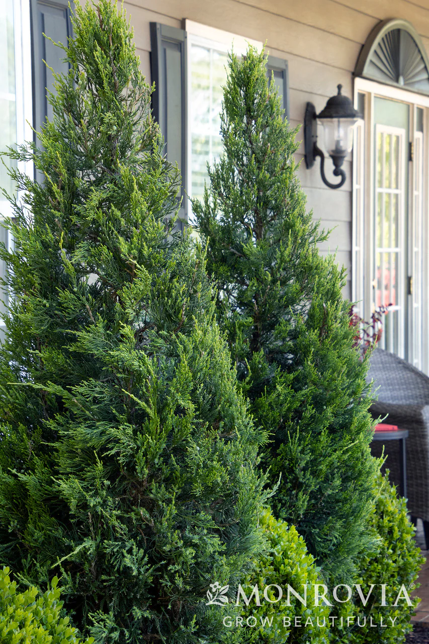 Green Columnar Juniper - Monrovia - Image 3