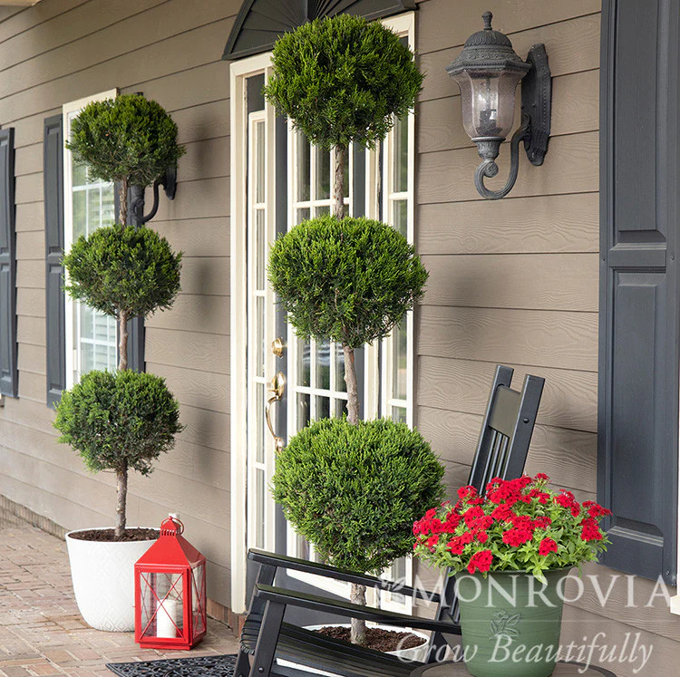 Green Columnar Juniper - Monrovia - Image 4