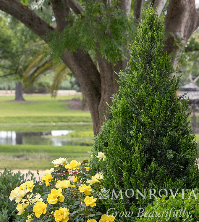 Green Columnar Juniper - Monrovia - Image 5
