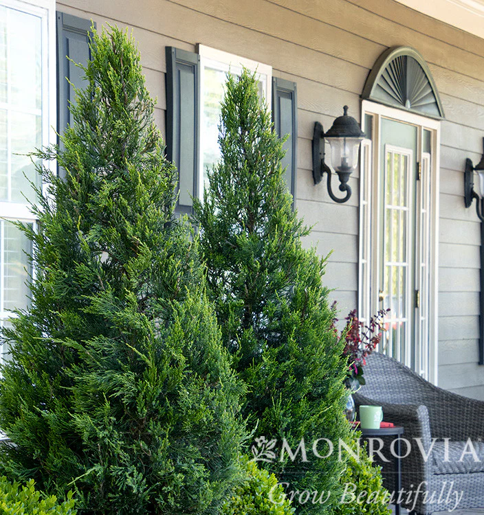 Green Columnar Juniper - Monrovia - Image 6