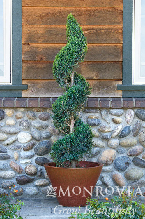 Green Columnar Juniper - Monrovia - Image 7