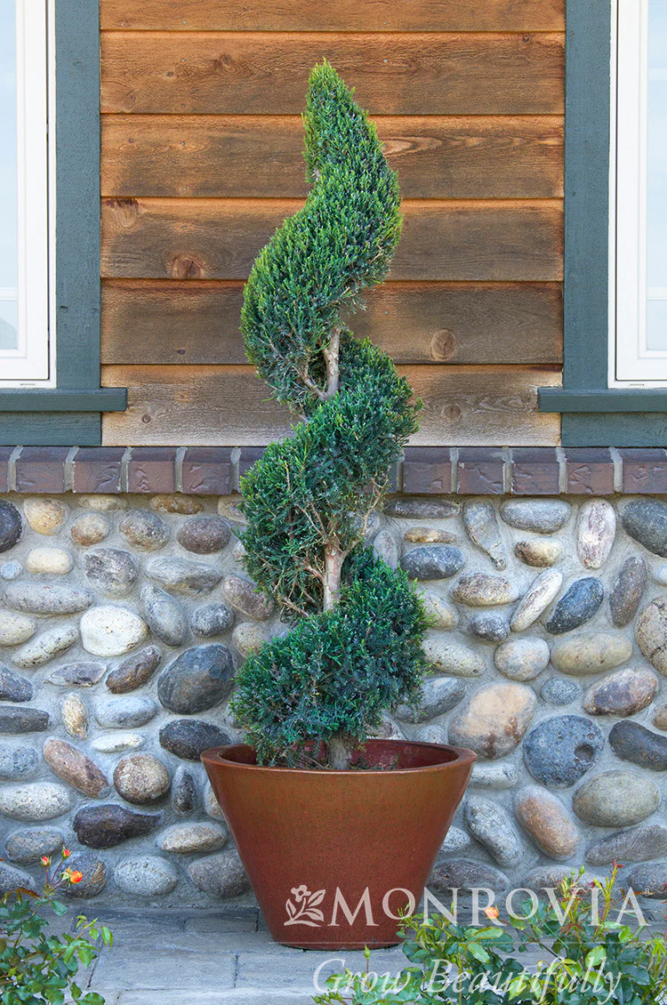 Green Columnar Juniper - Monrovia - Image 8