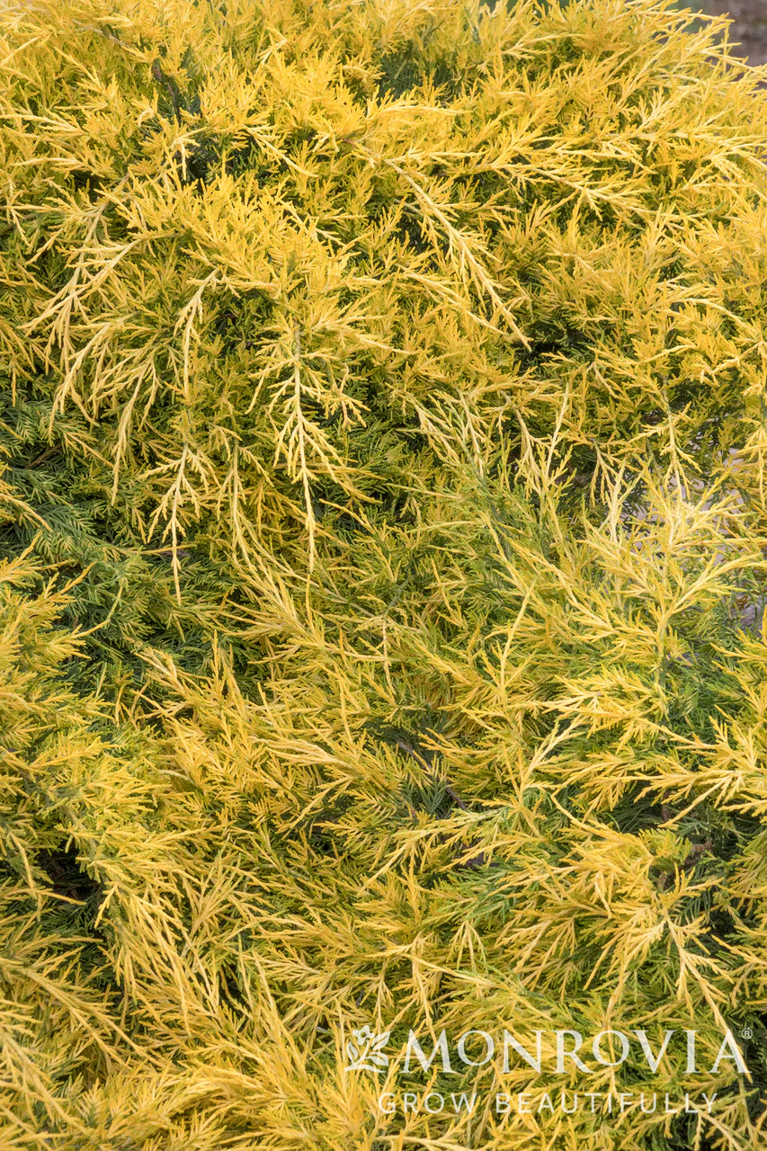 Sea of Gold® Juniper - Monrovia