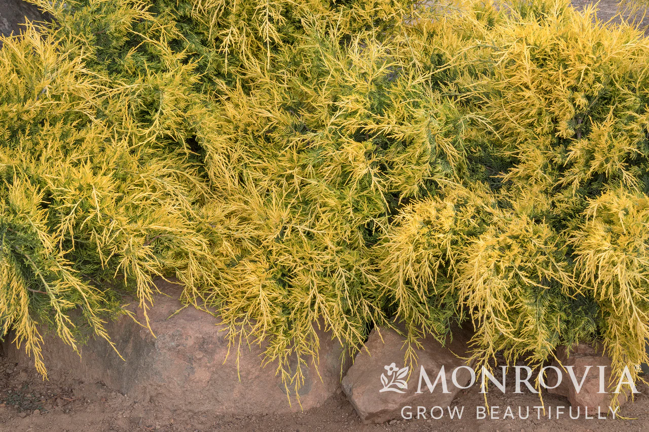 Sea of Gold® Juniper - Monrovia - Image 2