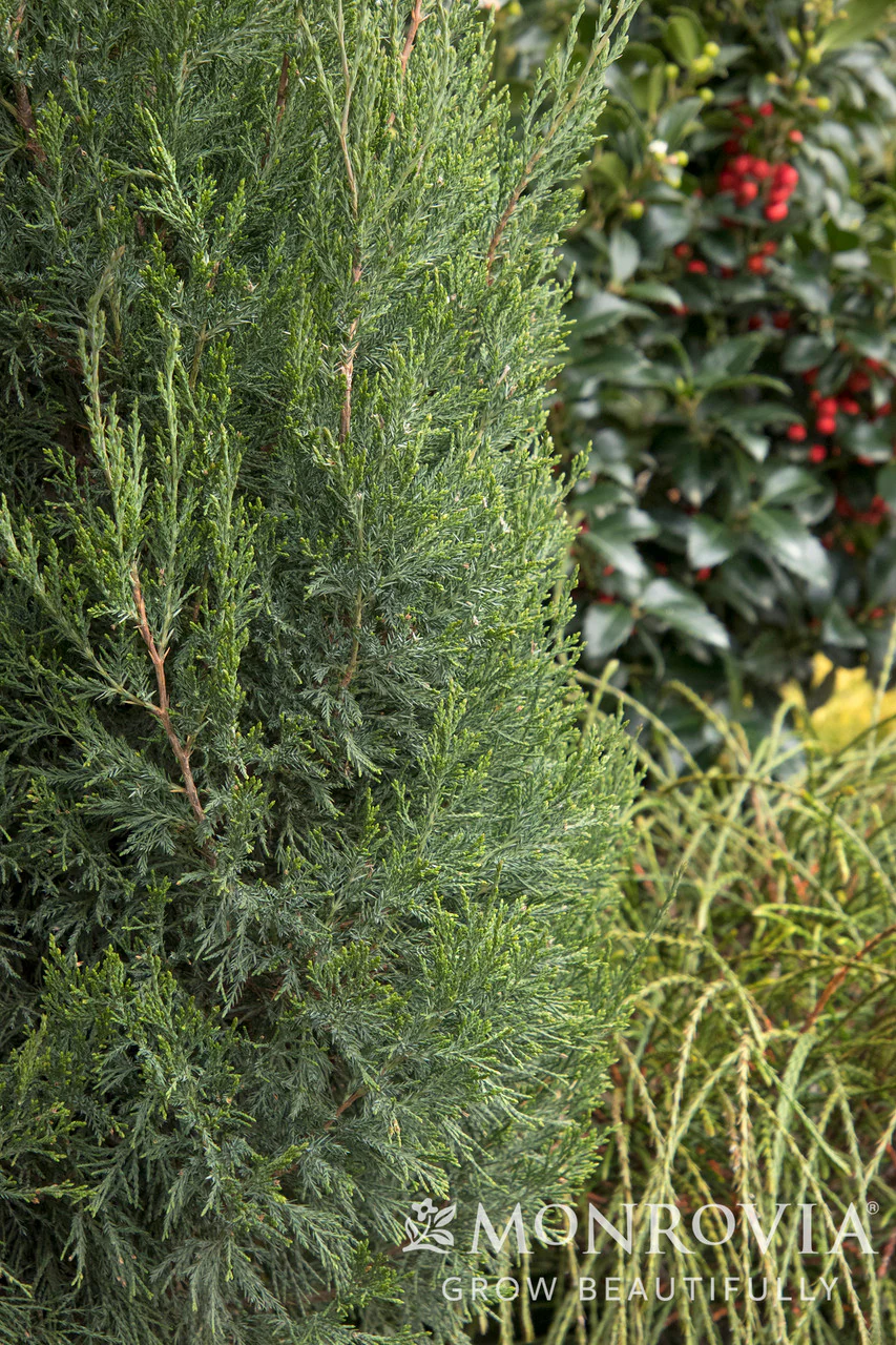 Spartan Juniper - Monrovia - Image 2