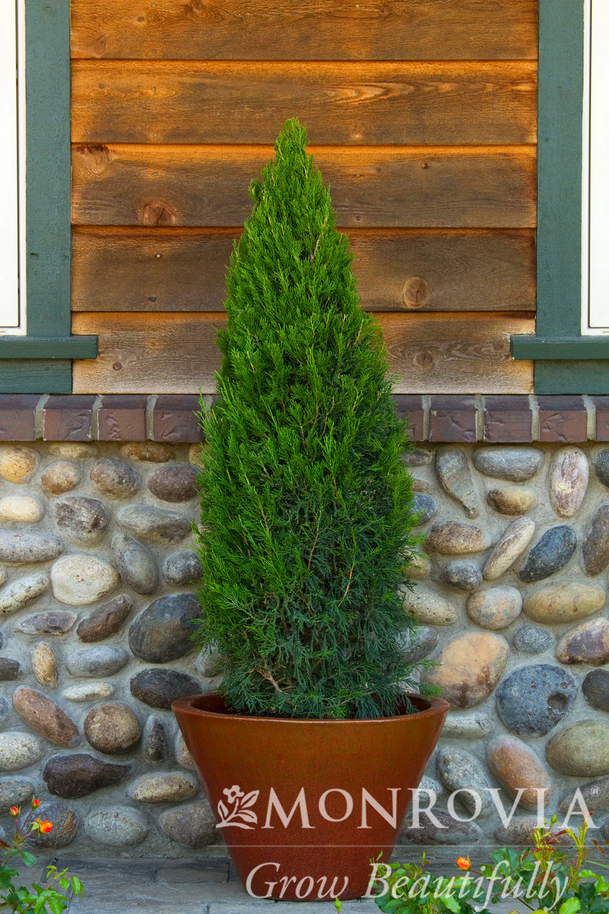 Spartan Juniper - Monrovia - Image 3