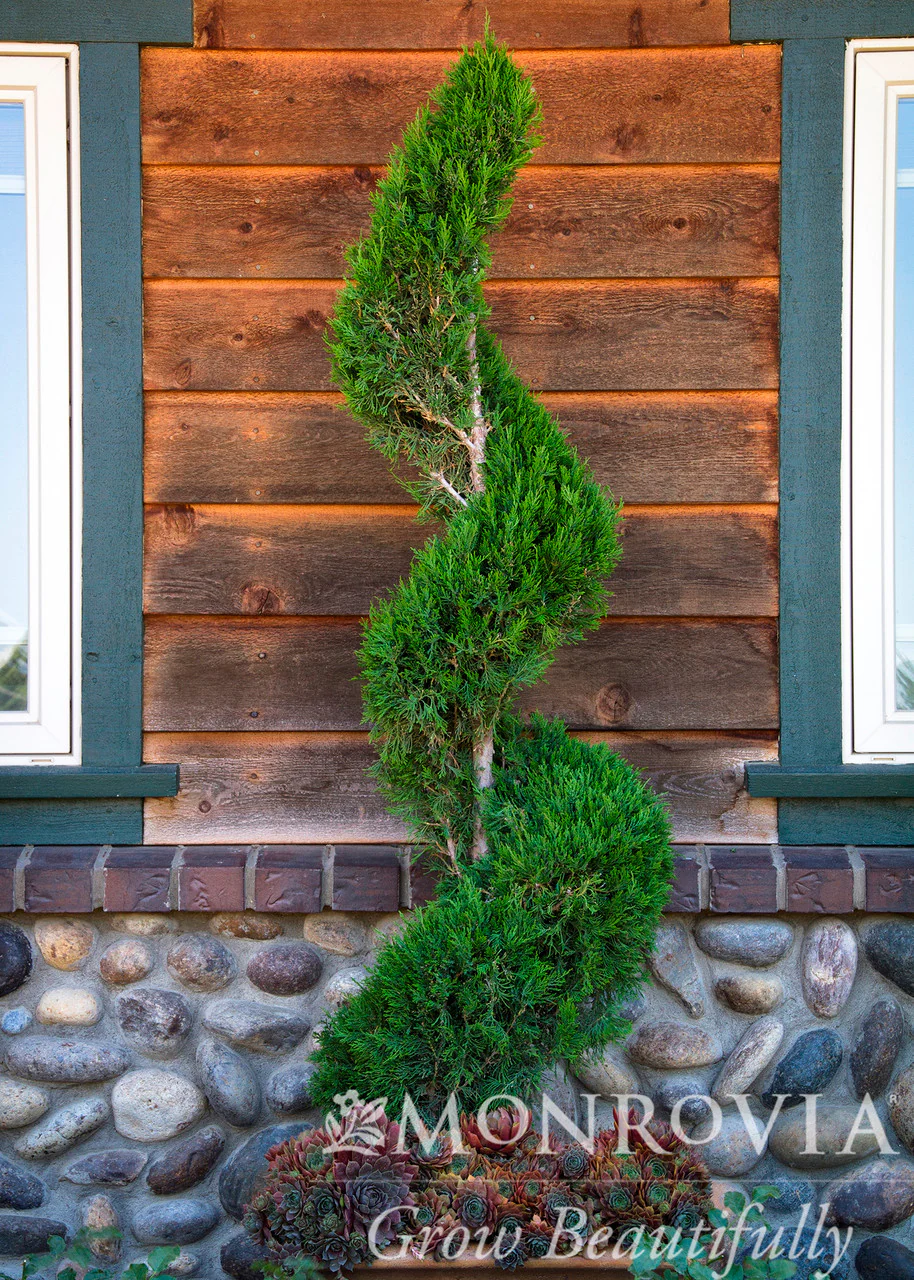 Spartan Juniper - Monrovia - Image 6