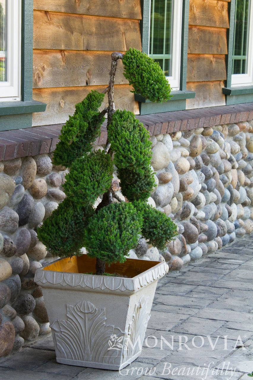 Dwarf Japanese Garden Juniper - Monrovia - Image 2