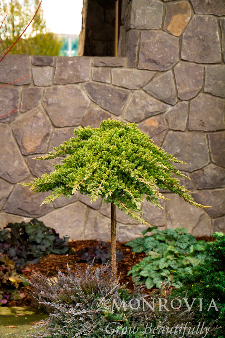 Dwarf Japanese Garden Juniper - Monrovia - Image 3