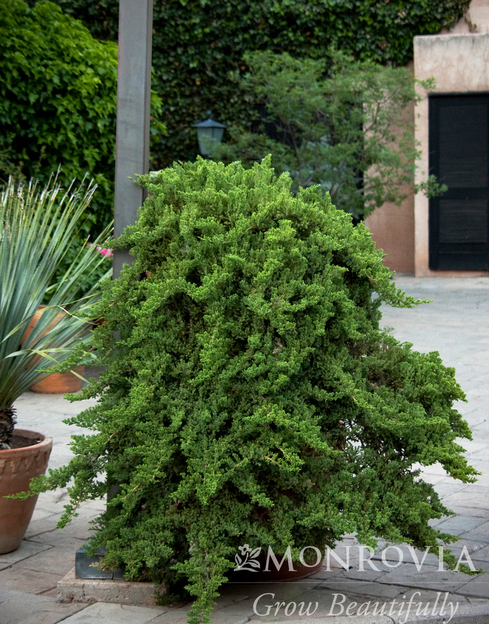 Dwarf Japanese Garden Juniper - Monrovia - Image 4