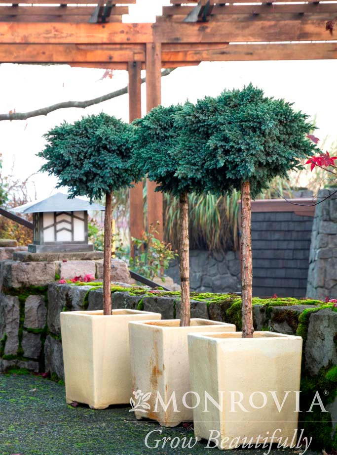 Blue Star Juniper - Monrovia