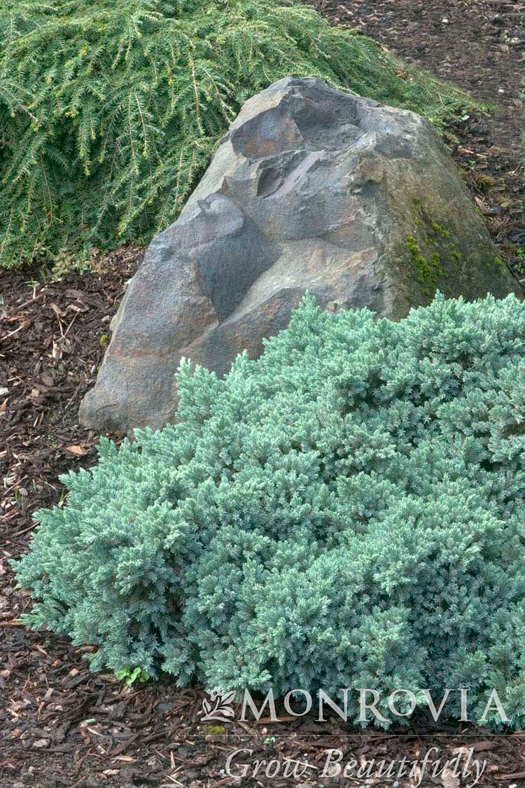 Blue Star Juniper - Monrovia - Image 2