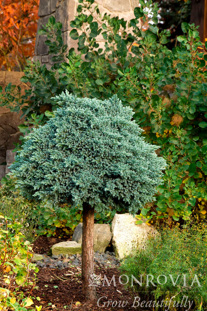 Blue Star Juniper - Monrovia - Image 3