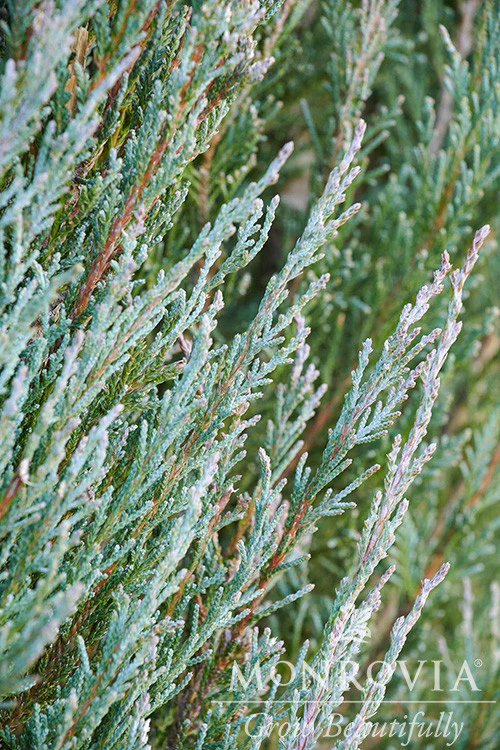 Blue Arrow Juniper - Monrovia