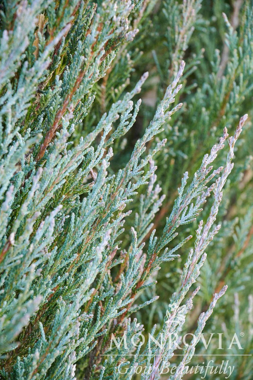Blue Arrow Juniper - Monrovia - Image 2