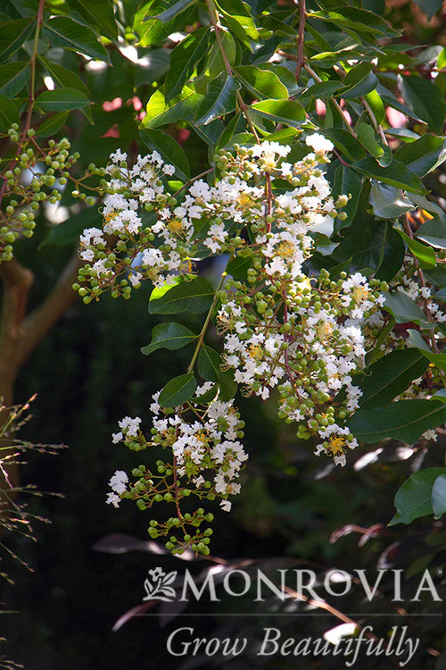 Natchez Crape Myrtle - Monrovia - Image 3
