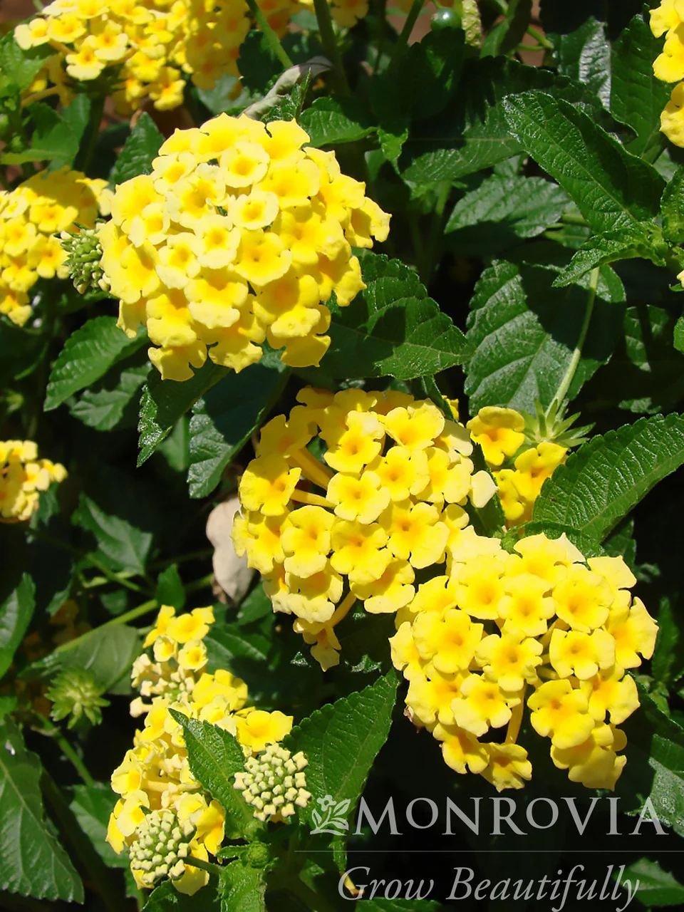 Chapel Hill Yellow Lantana - Monrovia