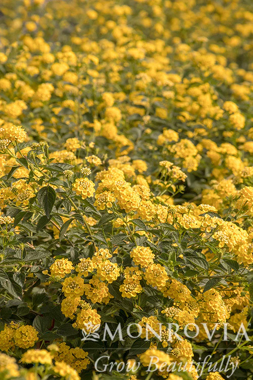 Chapel Hill Yellow Lantana - Monrovia - Image 2