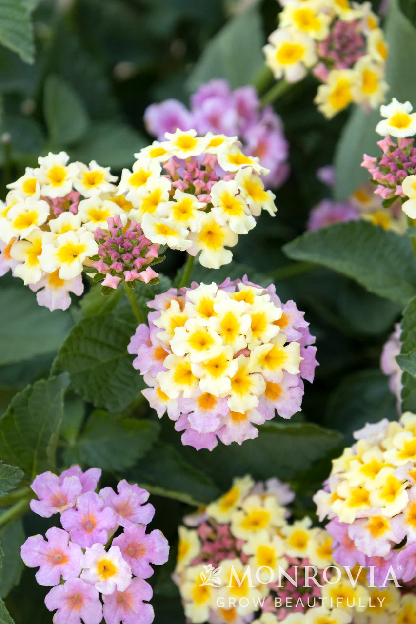 Mary Ann Lantana - Monrovia - Image 2