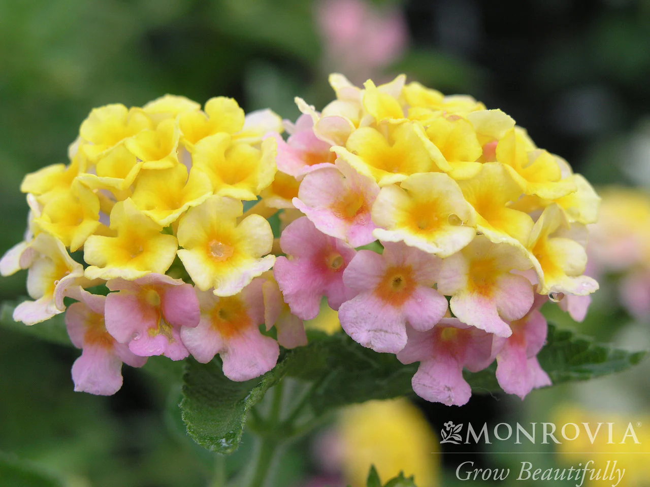 Mary Ann Lantana - Monrovia - Image 4