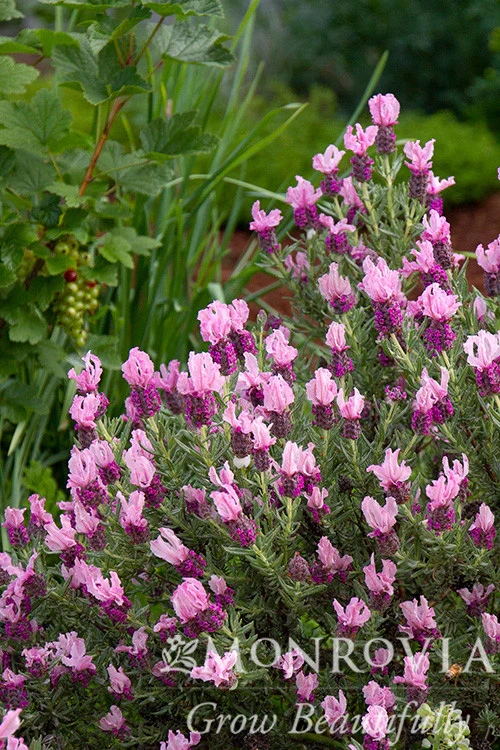 Javelin Forte™ Deep Rose Spanish Lavender - Monrovia