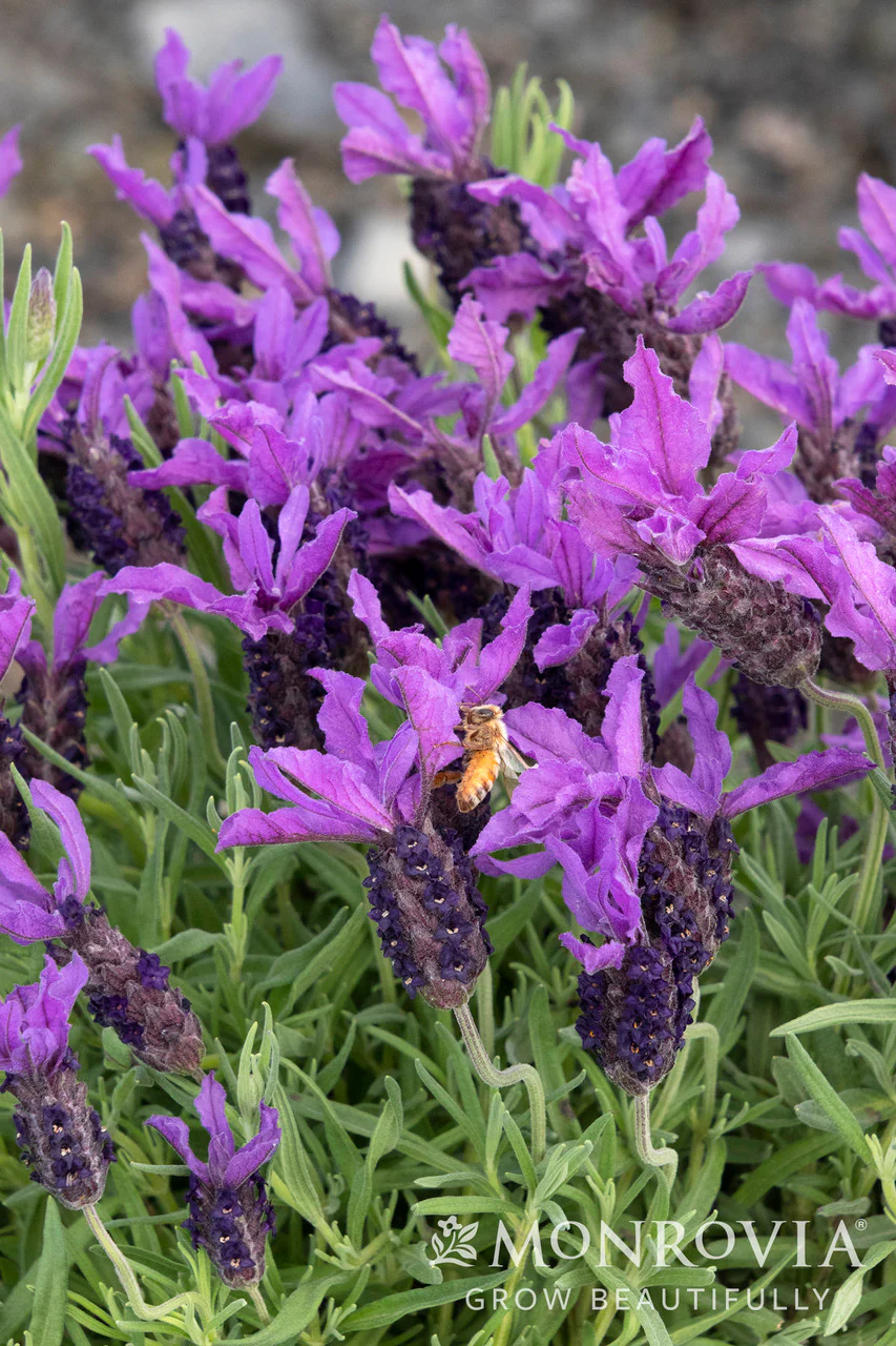 Javelin Forte™ Deep Purple Spanish Lavender - Monrovia