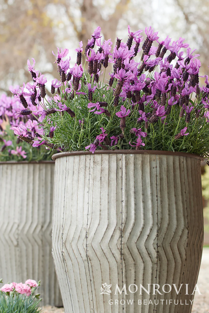 Javelin Forte™ Deep Purple Spanish Lavender - Monrovia - Image 3