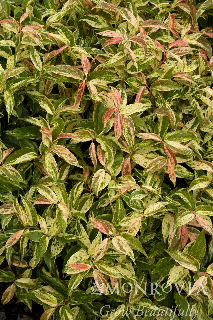 Rainbow Drooping Leucothoe - Monrovia