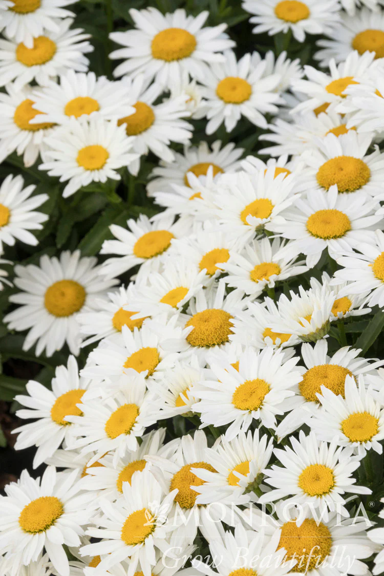 Shortstop™ Shasta Daisy - Monrovia