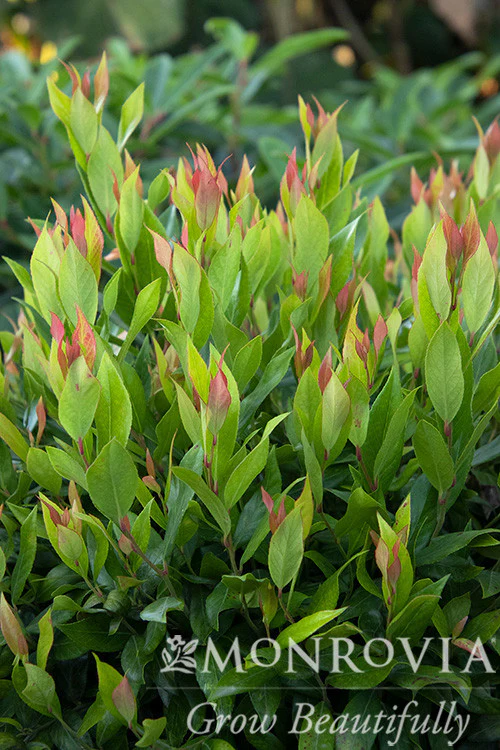 Leafscape™ Little Flames Leucothoe - Monrovia - Image 2